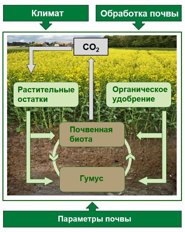 Влияние климата и состава почвы
